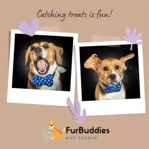 A Whimsical Furrytale by Clubpets x The Star Vista | Pet Show | Pet Event | Pet Expo