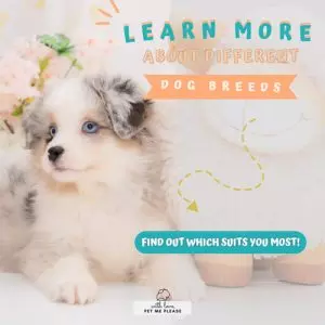 A Whimsical Furrytale by Clubpets x The Star Vista | Pet Show | Pet Event | Pet Expo