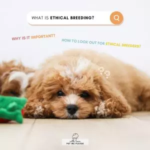 A Whimsical Furrytale by Clubpets x The Star Vista | Pet Show | Pet Event | Pet Expo