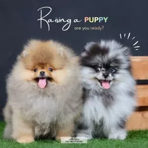 A Whimsical Furrytale by Clubpets x The Star Vista | Pet Show | Pet Event | Pet Expo