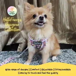 A Whimsical Furrytale by Clubpets x The Star Vista | Pet Show | Pet Event | Pet Expo