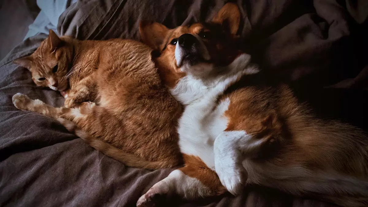 Multi-pet Households: Can My Cat and Dog Live Together?