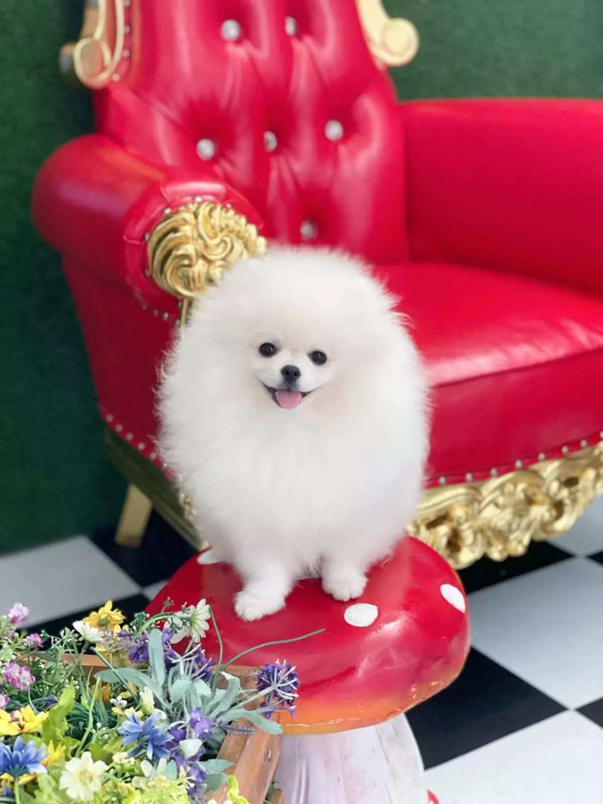 Clubpets X The Star Vista A Whimsical Furrytale 2022